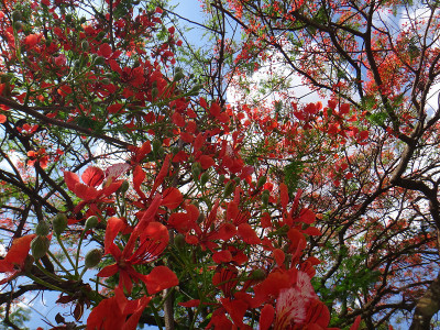 艳丽的花朵