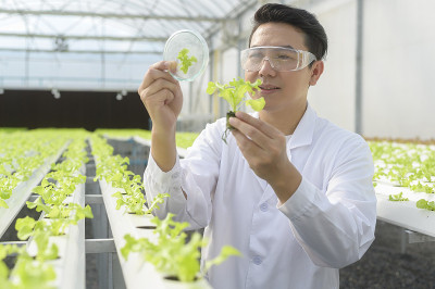 科学家工作在水培温室农场，清洁食品和食品科学概念