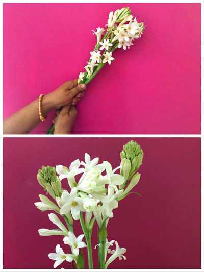 白色的晚香玉花和花蕾