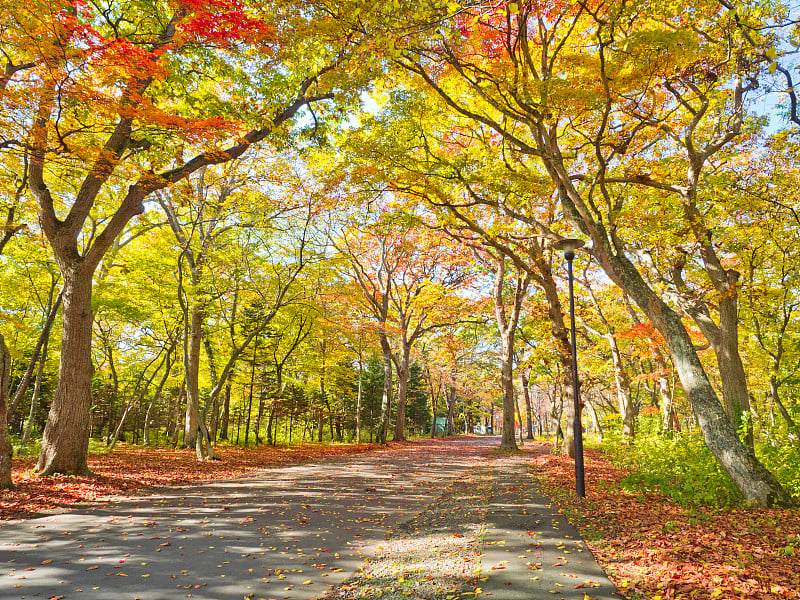 日本北海道千岁青叶公园的森林小径