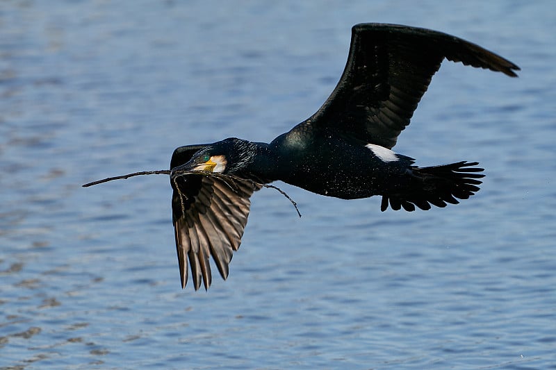 鸬鹚(Phalacrocorax carbo)