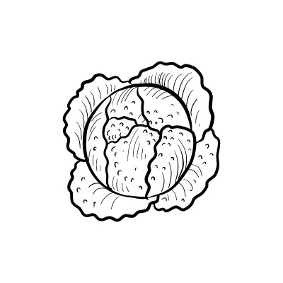 头萨沃伊卷心菜，矢量画草图