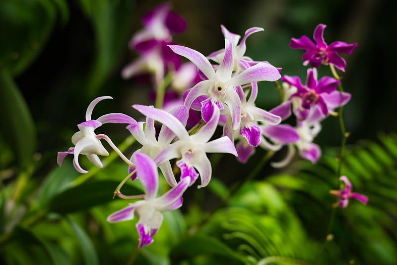 花园里有粉红色的兰花。