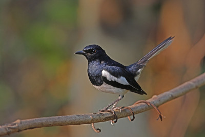 东方Magpie-robin