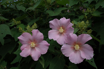 棉花Rosemallow
