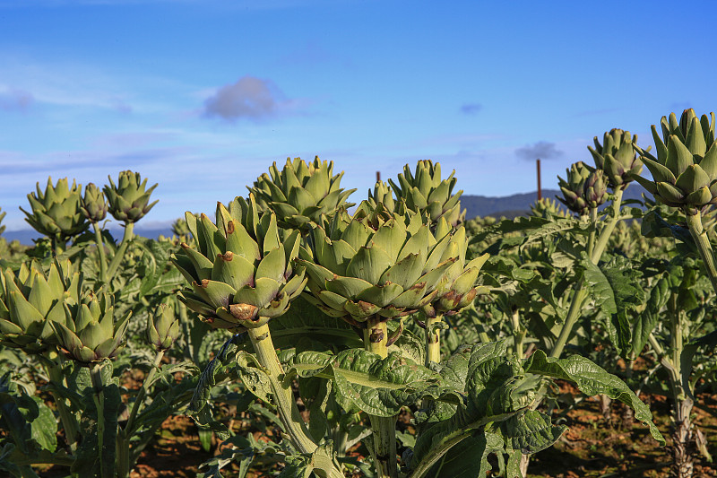田里的洋蓟植物生长