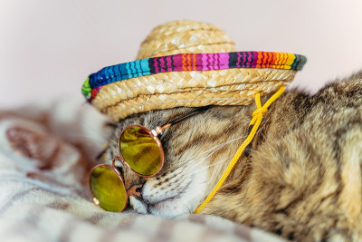 猫。戴着太阳镜和宽边帽的猫睡在床上。