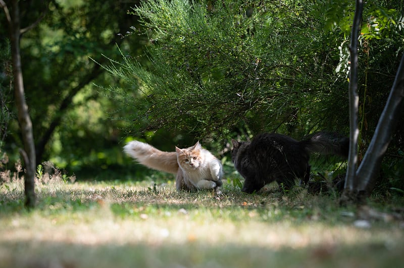 两只猫在户外