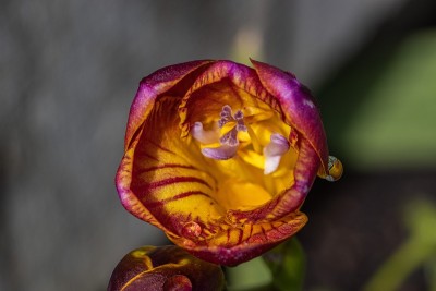 打开小苍兰芽