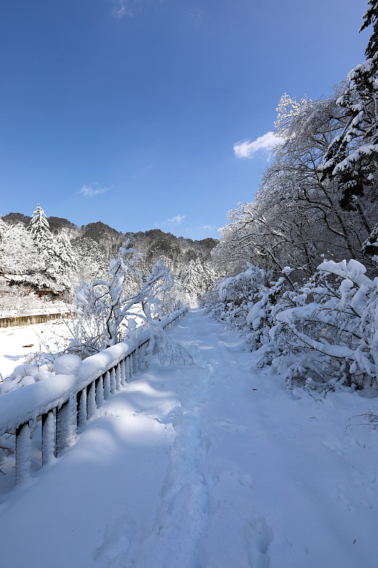 白雪皑皑的冬天，森林道路和蓝天。(韩国江原道御田山国家公园)