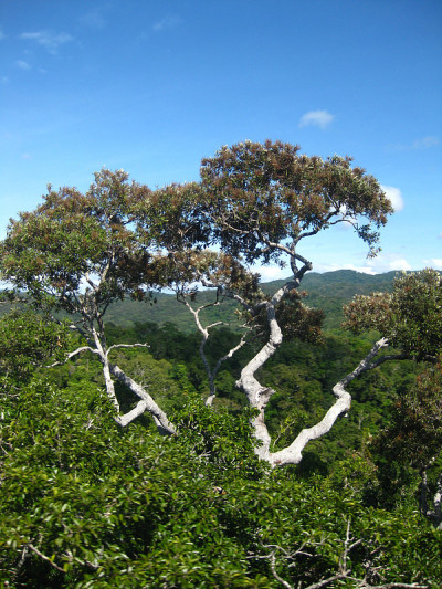 Yungaburra,阿瑟顿高地,