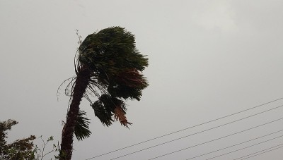 棕榈树在猛烈的风暴中