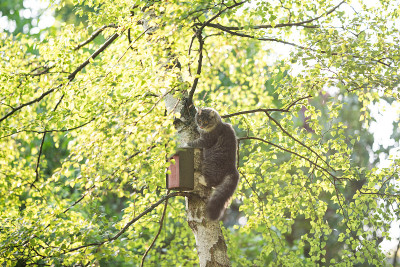 户外猫