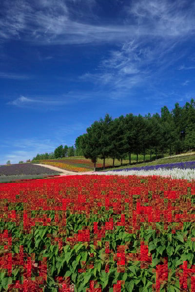 花园