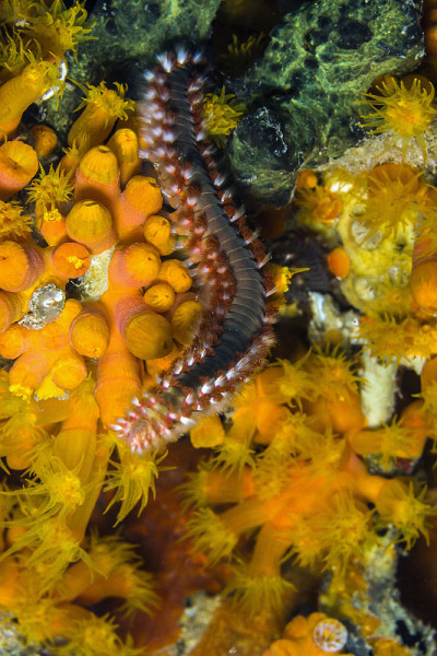 有髯火虫，carunculata