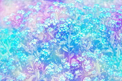 春天的花朵