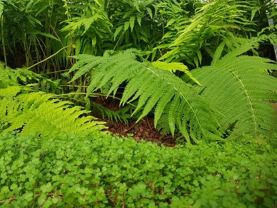 植物园里的蕨类植物颜色很绿