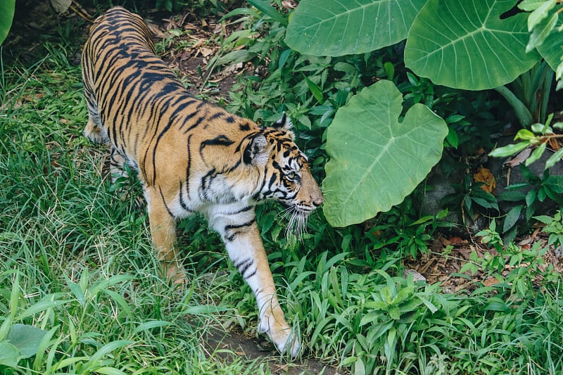 森林中的苏门答腊虎(Panthera tigris sumatrae)