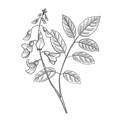 矢量画牙买加山茱萸