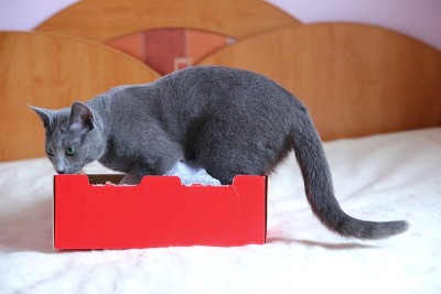 一只漂亮的纯种灰猫。