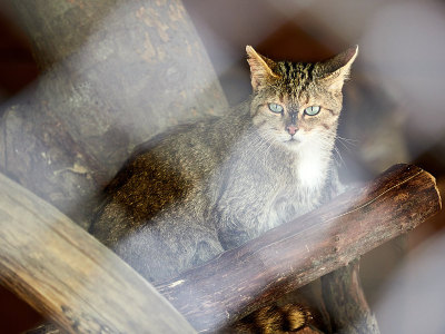 野猫坐在干柴中间。欧洲野猫，野猫