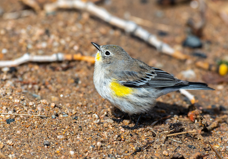 A Darling Yellow-rumped Warbler Fledgling