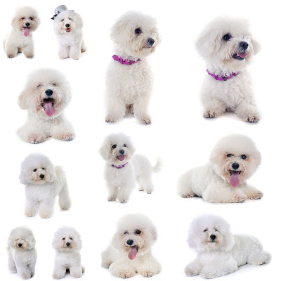 一群比熊犬