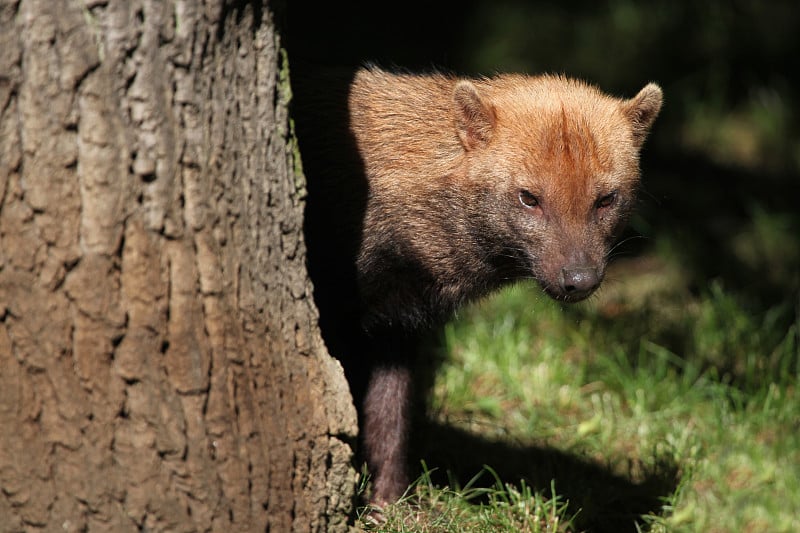 丛林犬(Speothos venatica)