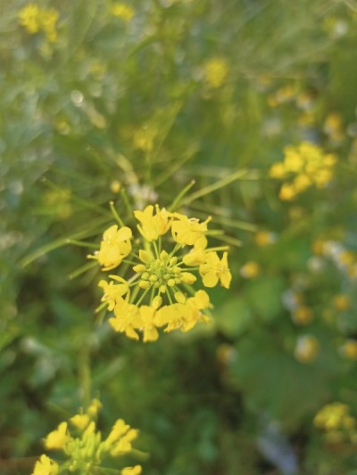 芥花