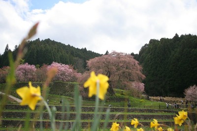 樱花