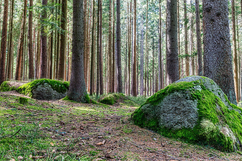 神秘的田园诗风景Hochmoor靠近Heidenreichstein，下奥地利北部