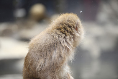 雪猴