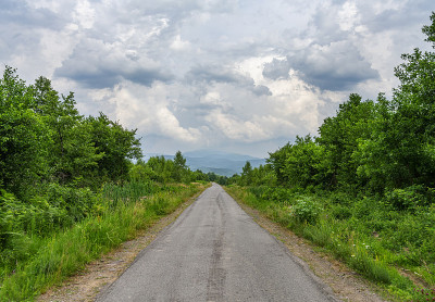 公路在树林中。