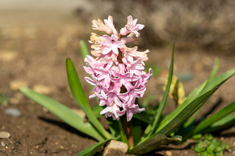 风信子(风信子)花