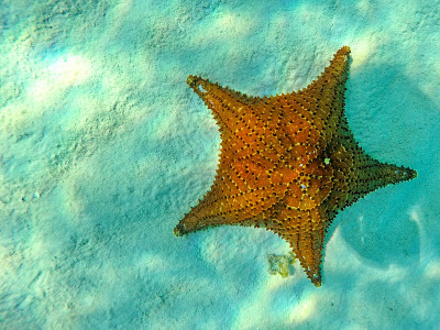 复制空间中的海星