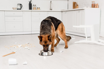 可爱的德国牧羊犬在凌乱的厨房里吃着金属碗里的狗粮