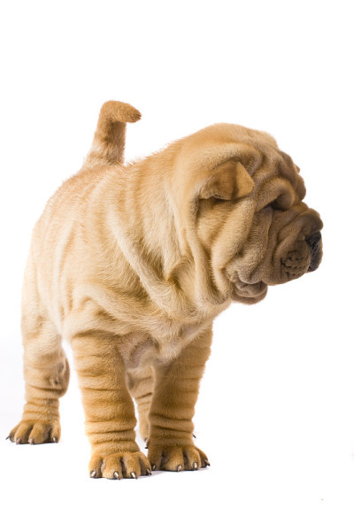 Sharpei狗