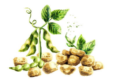 豆制品，植物和豆类。水彩手绘插图。