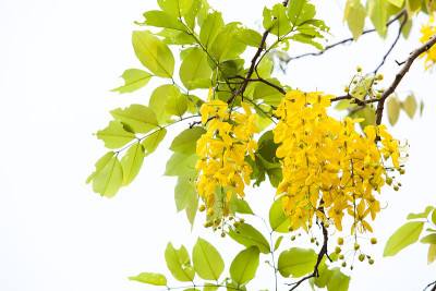 Ratchaphruek(决明子)树有美丽的黄色簇状花朵。