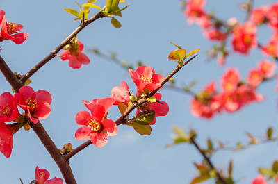 木瓜粉树花，Maule’s榅桲，Gutuiul japonez，户外近距离观察