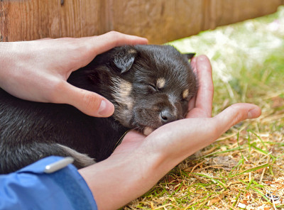 信任。月幼犬睡在手掌上