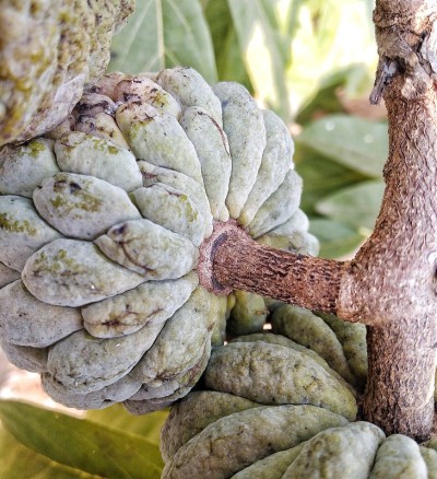 Custard Apple on plant, Custard Apple on branch of