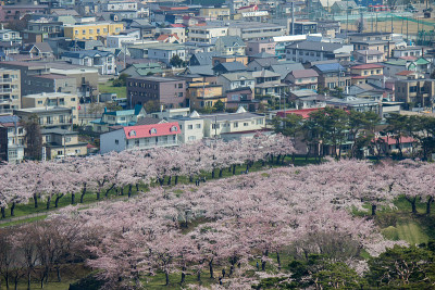 春天，从日本北海道博馆五楼塔眺望五楼楼护城河边的樱花树。