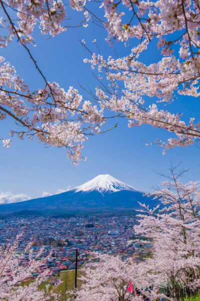 富士山和樱花景观。
