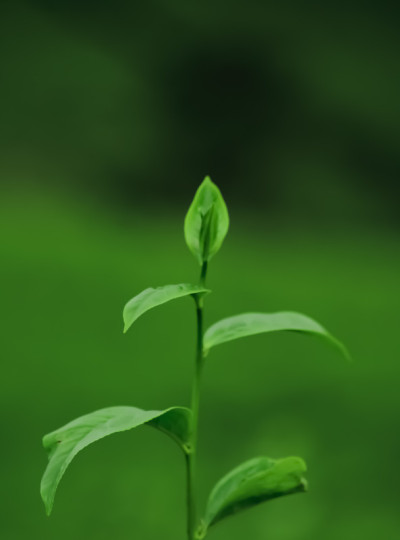 新鲜茶叶的嫩芽