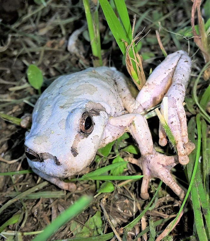 青蛙白化病