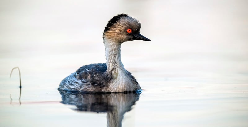 Silvery grebe