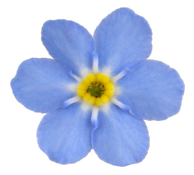 花孤立