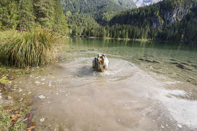 澳大利亚牧羊犬在托维尔湖岸边奔跑