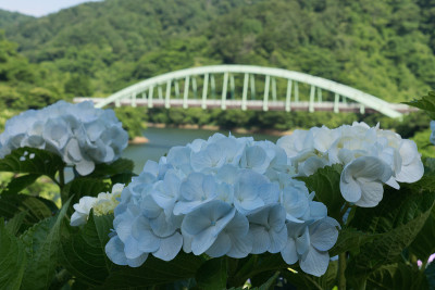横跨绣球花和水坝湖的桥